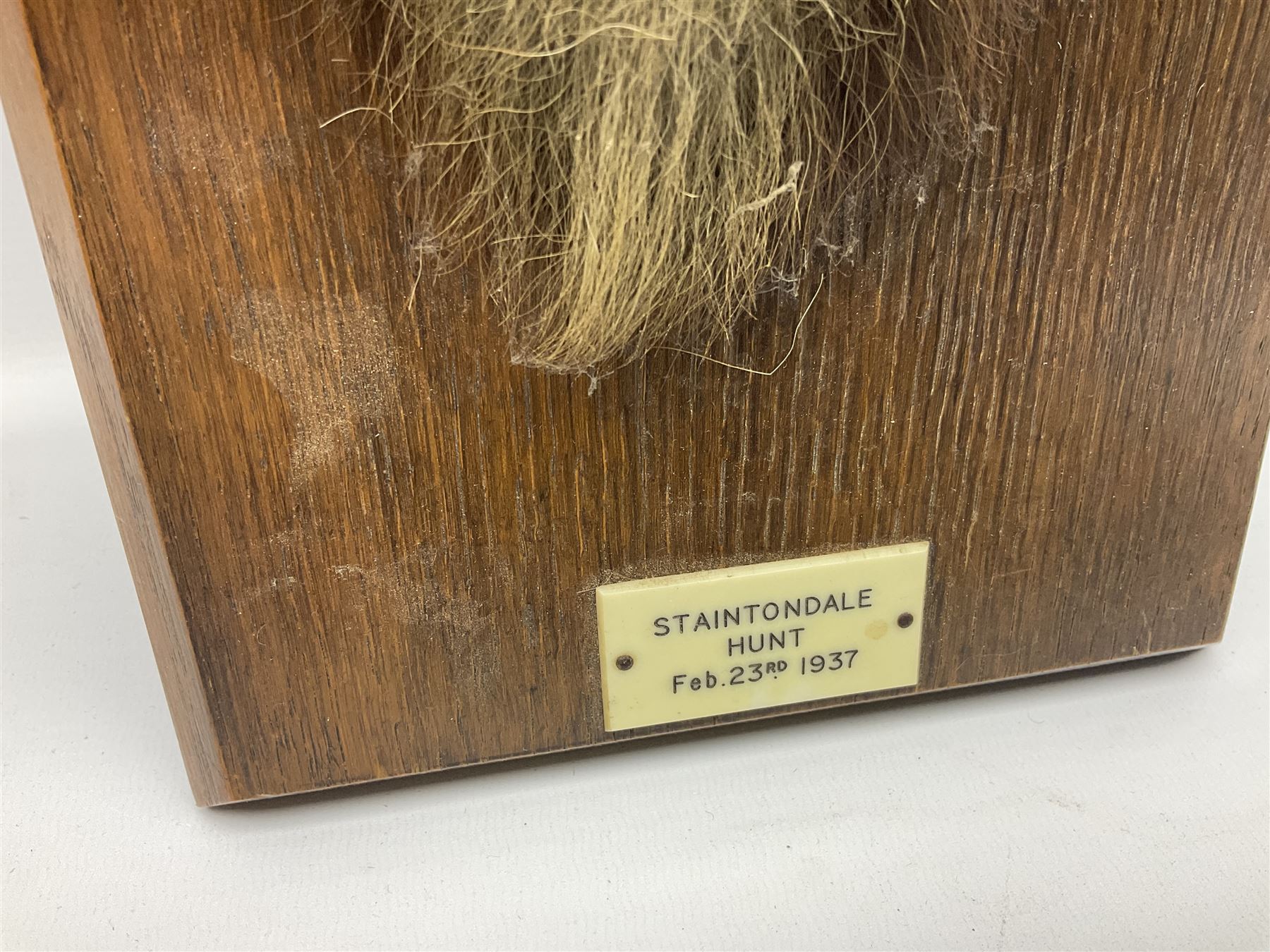 Taxidermy; Red fox (Vulpes Vulpes) tail and paw upon a oak plaque marked 'Staintondale Hunt Feb 23rd 1937', H52cm 