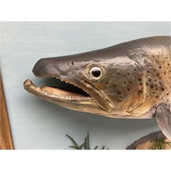 Taxidermy: Brown trout (Salmo trutta), skin mount on open display set against blue painted back drop with a gilt frame, H55cm, L89cm 