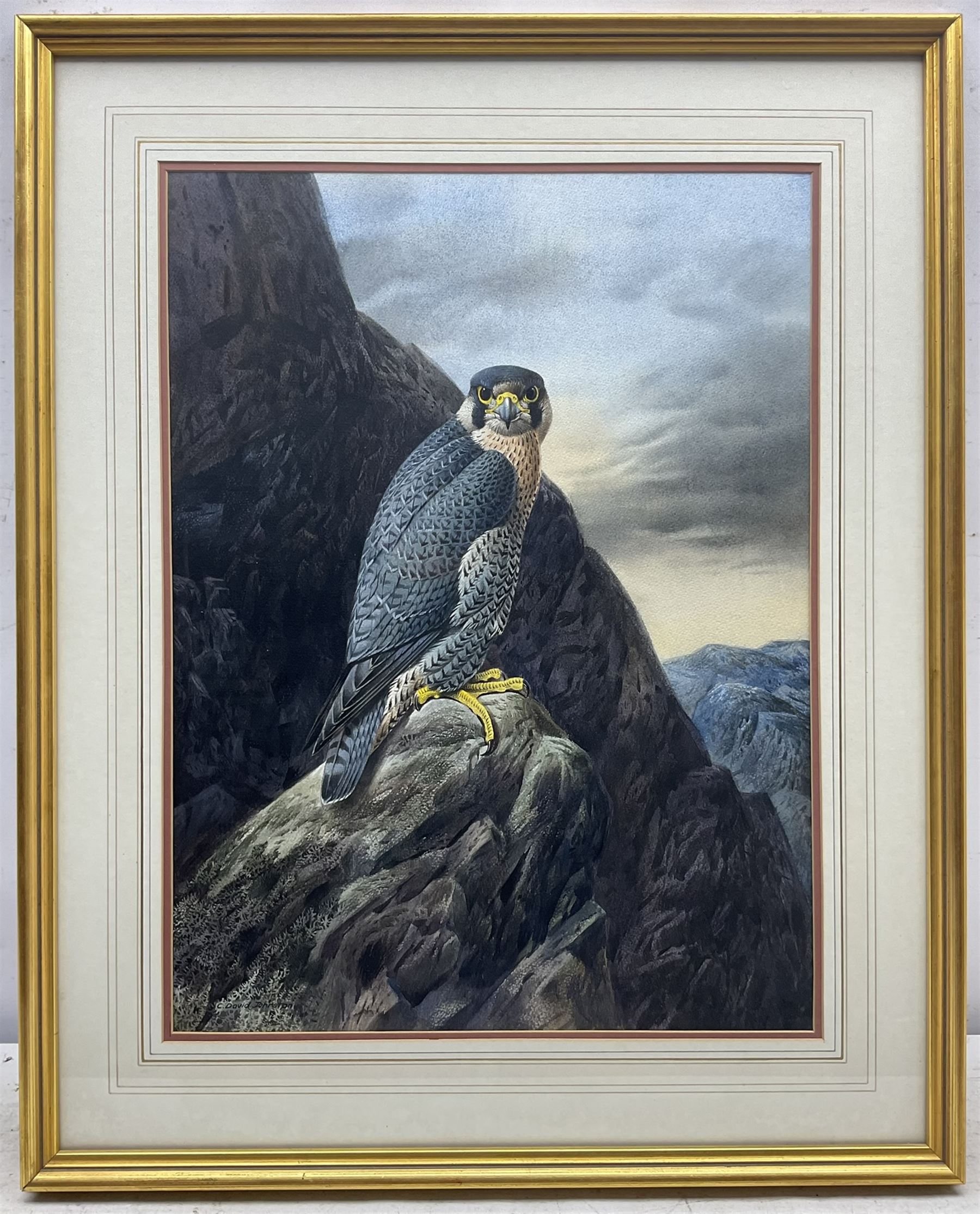 Cyril David Johnston (British 1946-): Peregrine Falcon, watercolour signed 53cm x 39cm