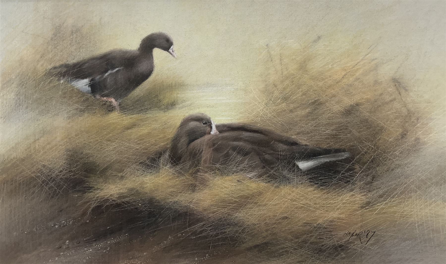John Naylor (British 1960-): Two Ducks, pastel signed and dated '87, 26cm x 43cm 