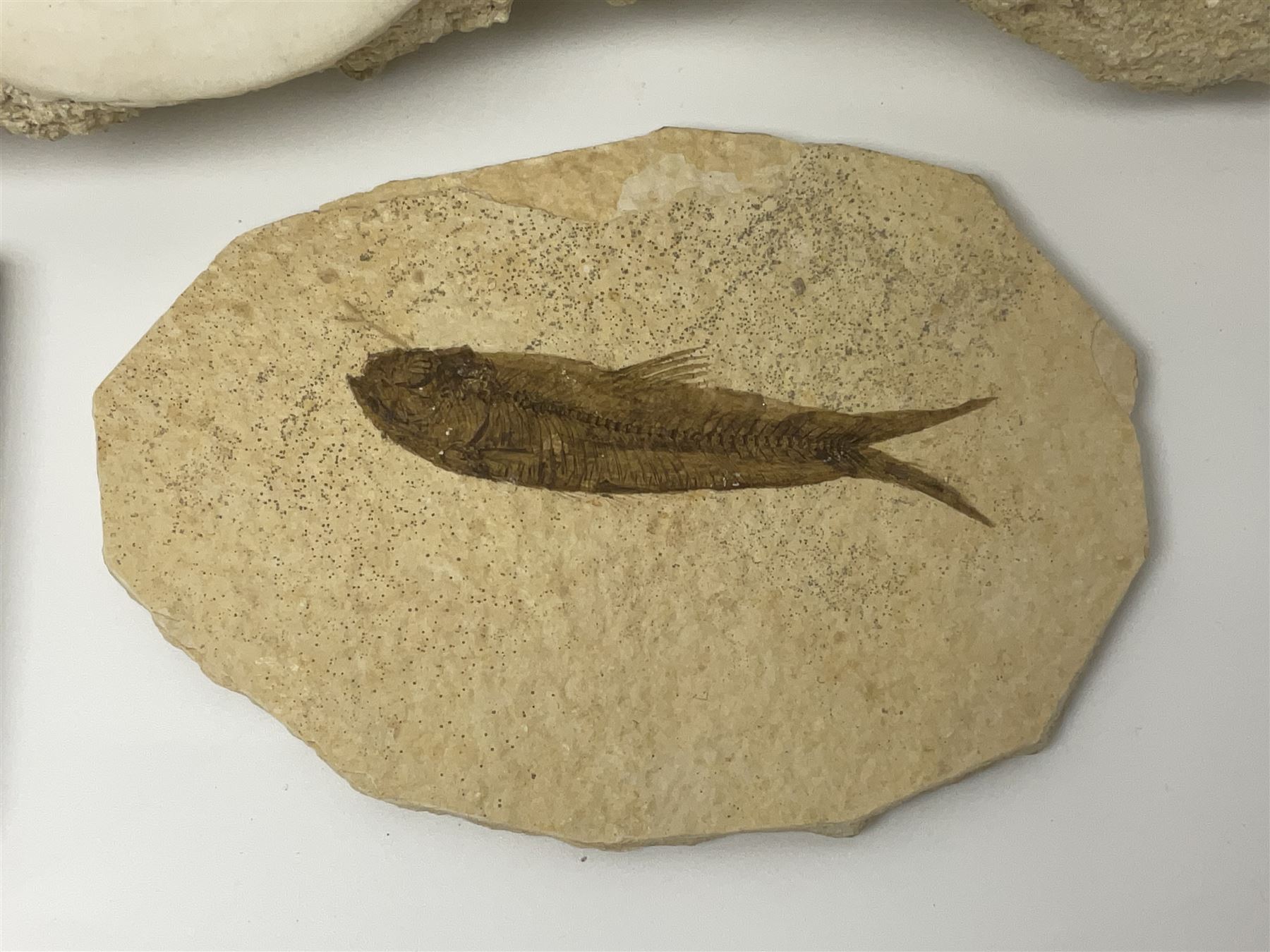 Two Scutella echinoids in a matrix, age; Oligocene period, location; Dinan France, together with a trilobite in matrix, and three other fossils  