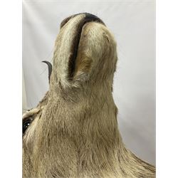 Taxidermy: Red Deer (Cervus elaphus), adult male imperial stag shoulder mount looking straight ahead, ten point antlers, mounted upon a shaped wooden shield, D65cm
