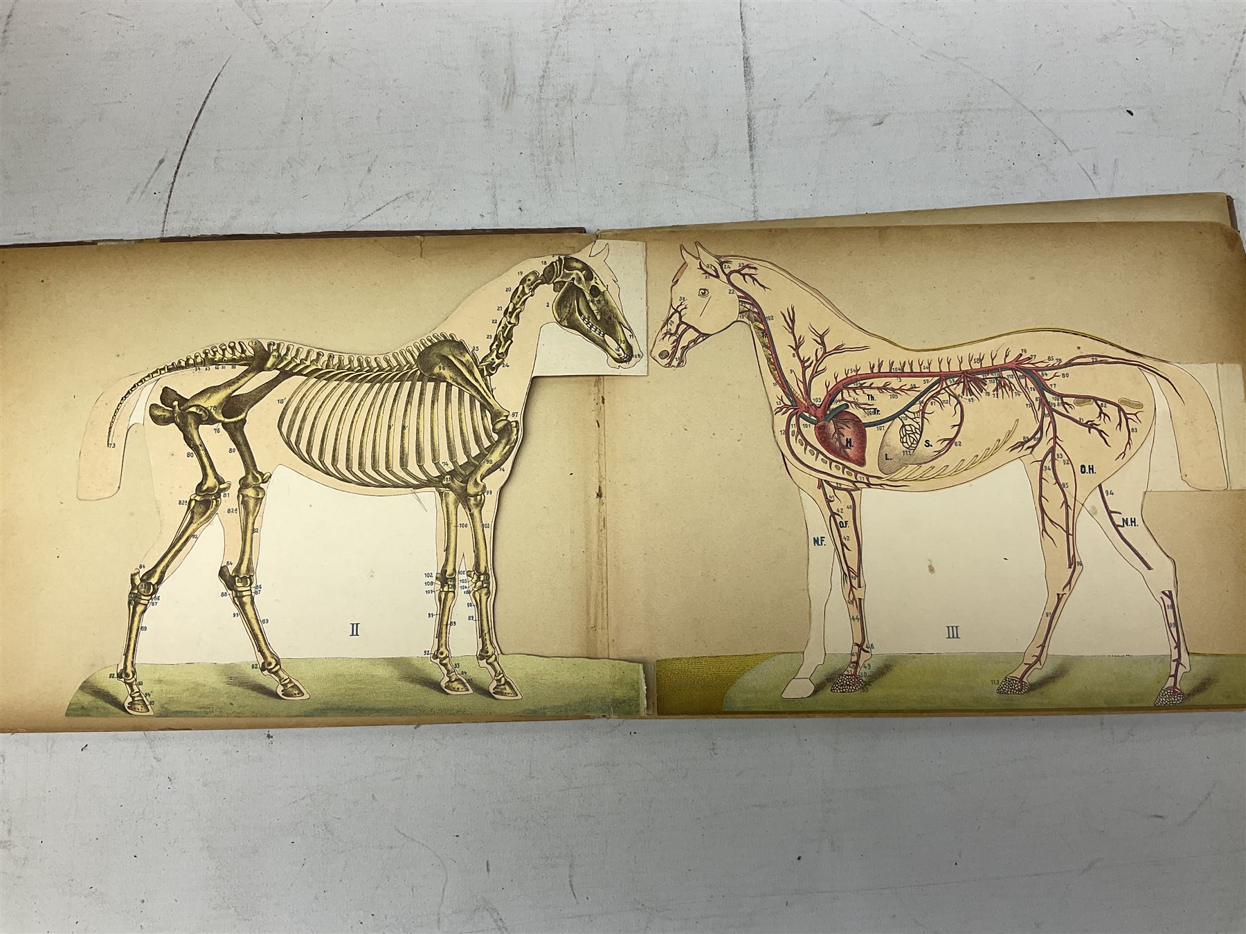 A. Schwarz, The Horse; Its External and Internal Organisation, An Illustrated Representation and Brief Description, Revised and Edited by George Fleming, London, George Philip & Son, with fold out anatomical plates