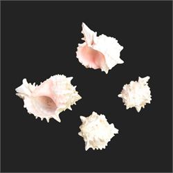 Conchology: including Abalone mother of pearl shell, Lambis shell, four conch shells, and others