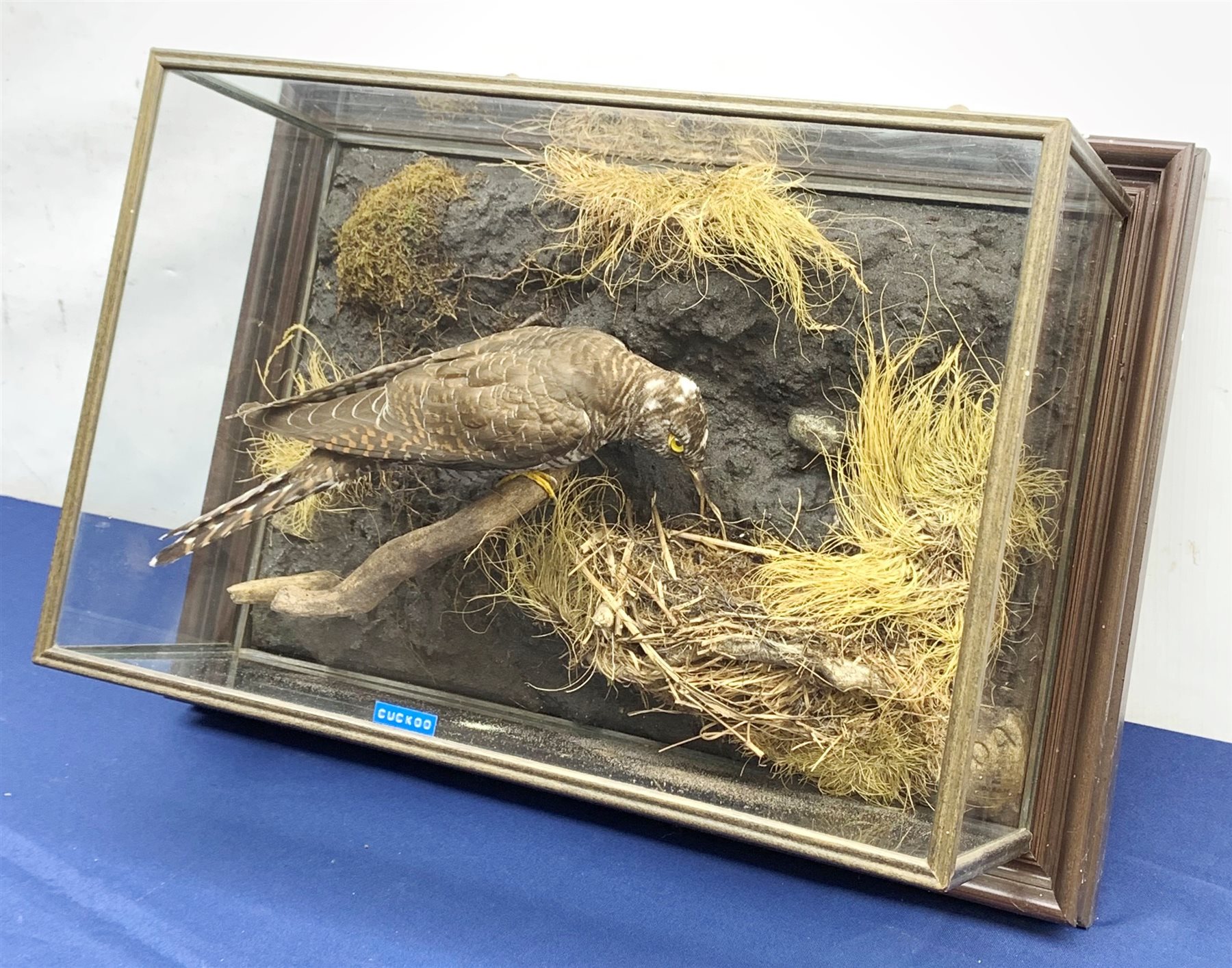 Taxidermy: 20th century cased Cuckoo (Cuculus canorus), looking over a birds nest containing faux eggs, set against a naturalistic backdrop detailed with roots, moss and grass, enclosed within a five pane display case upon frame mount, with taxidermist paper label verso detailed David Astley Taxidermist, H32cm L47cm D19cm 
