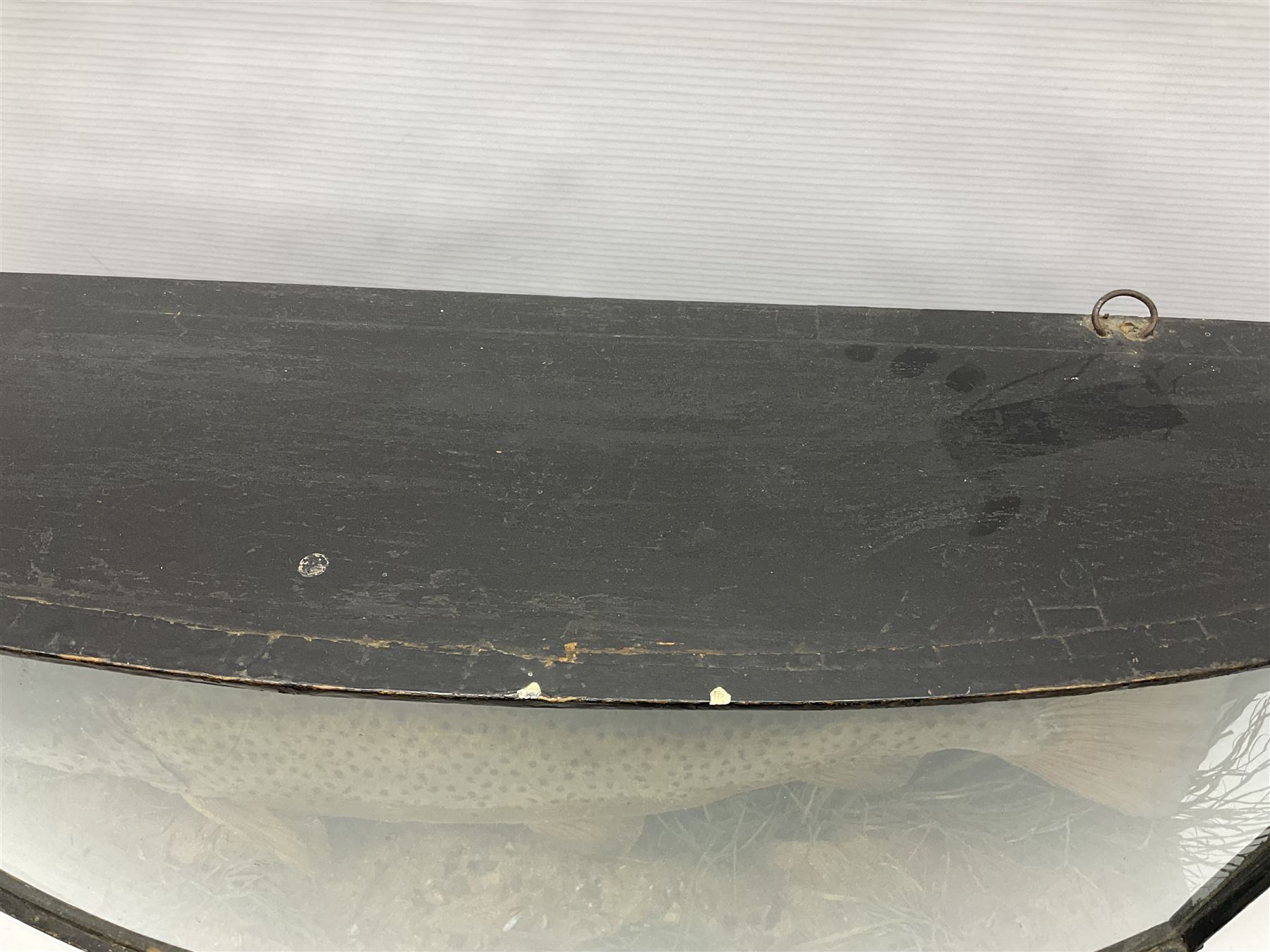 Taxidermy: Brown trout (Salmo trutta), skin mount set above a pebbled river bed with reeds and ferns, against blue painted back drop, enclosed within an ebonised bow-front display case, with 'Costa Beck June 8th 1920, Weight 3 3/4lbs',inscribed to the glass, H31cm, L62cm 