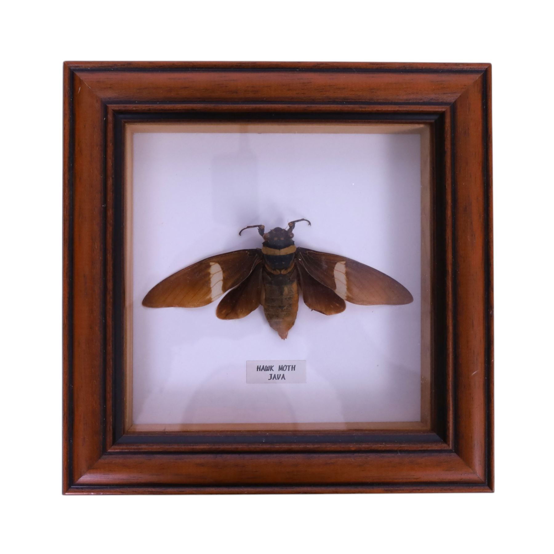 Entomology; four framed cases including Flying Lizards (Yellow Dracos), Beetles (Goliathur Albosighatus), Hawk Moth (Sphingidae) and Praying Mantis (Cobra), together with a scorpion on open display