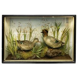 Taxidermy: pair of Green Wing Teal Ducks