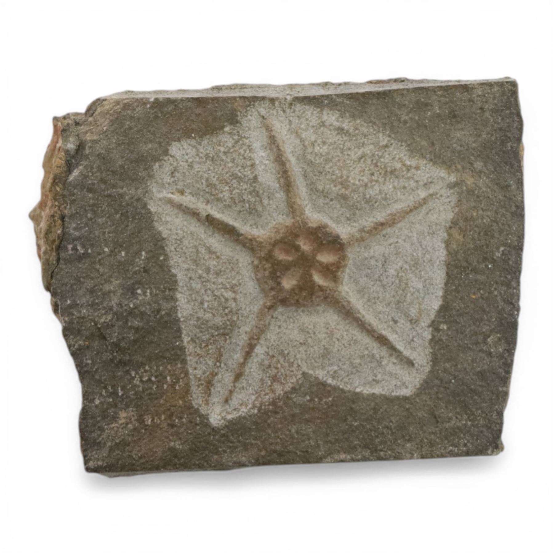 Five starfish fossils, comprising Lapworthura sp age; Ordovician period, location Dorset England, Lapworthura miltoni, age; Silurian period location; Ludlow Shropshire, England, Ophuriodea sp age; Ordovician period, location; Atlas Mountain Morocco, Asteroid sp. age; Ordovician period, location Atlas Morocco and Ophioderma egertoni, age; Jurassic period, location; Dorset Coast England  