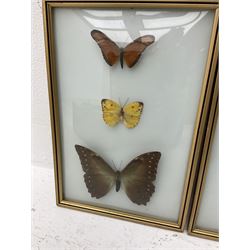 Entomology: two glazed displays of butterflies, H31.5cm