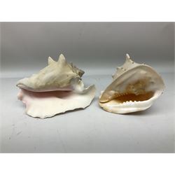 Various shells to include mother of pearl open mollusk shells, Queen Conch (Strombus Gigas), other smaller conch, fossils and other shells in two boxes