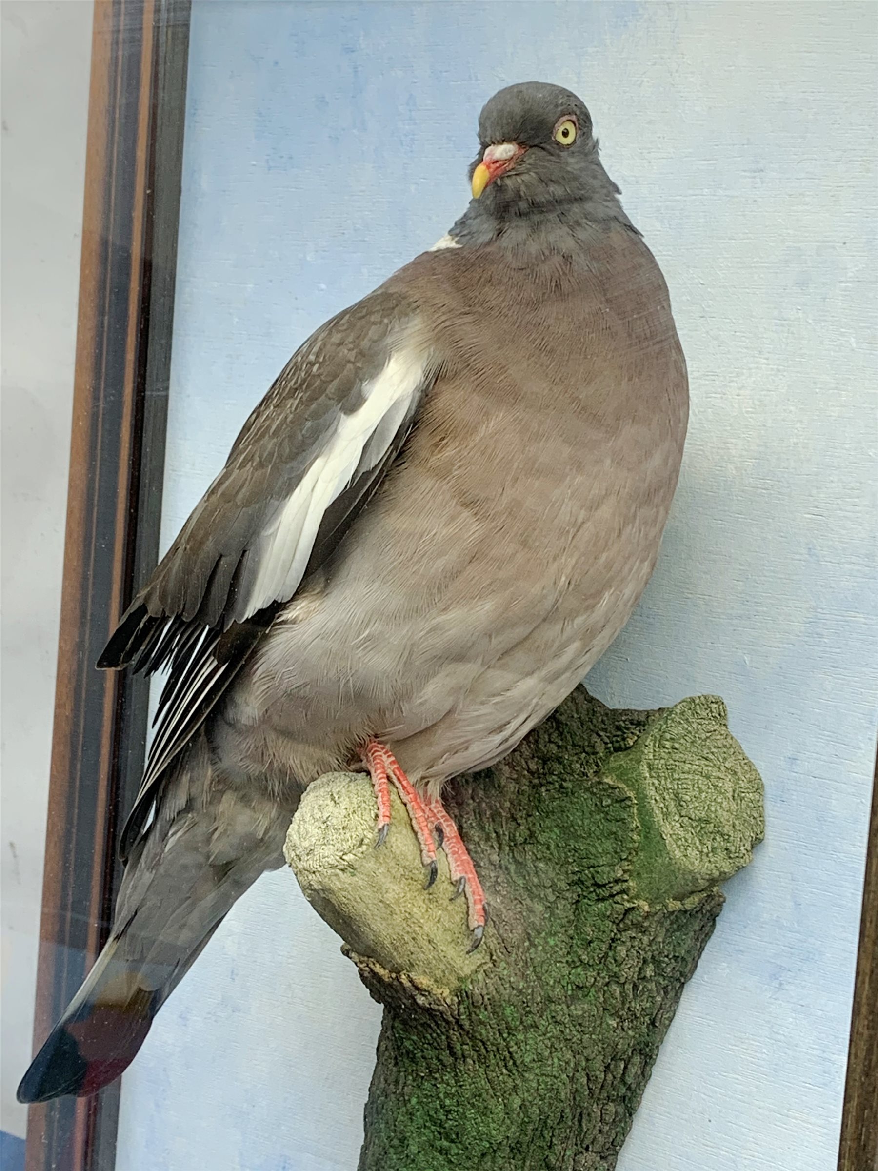 Taxidermy: 20th century cased common wood pigeon (Columba palumbus), full mount perched upon branch section, set against a painted sky backdrop, encased within a five pane display case with frame mount, with taxidermists paper label verso detailed David Astley Taxidermist, H63cm L45cm D18.5cm 