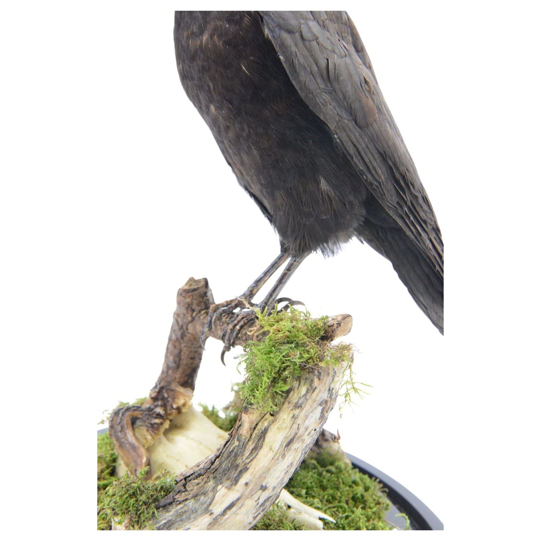 Taxidermy; Cased Carrion Crow (Corvus corone), full adult mount perched upon a branch in a naturalistic setting with roe dear skull to the base, enclosed within glass dome, H52cm