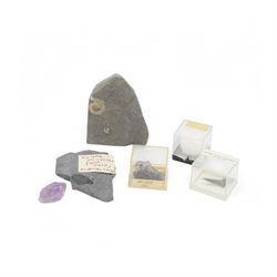 Collection of mineral and fossil specimens, including Trilobite in a matrix, shark tooth, ruby schist etc 