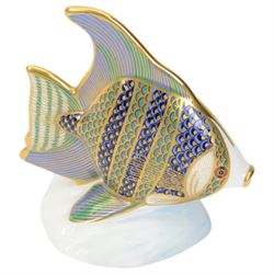 Three Royal Crown Derby Tropical Fish paperweights, comprising Angel Fish, Sweetlips and Gourami, all with gold stoppers and boxes