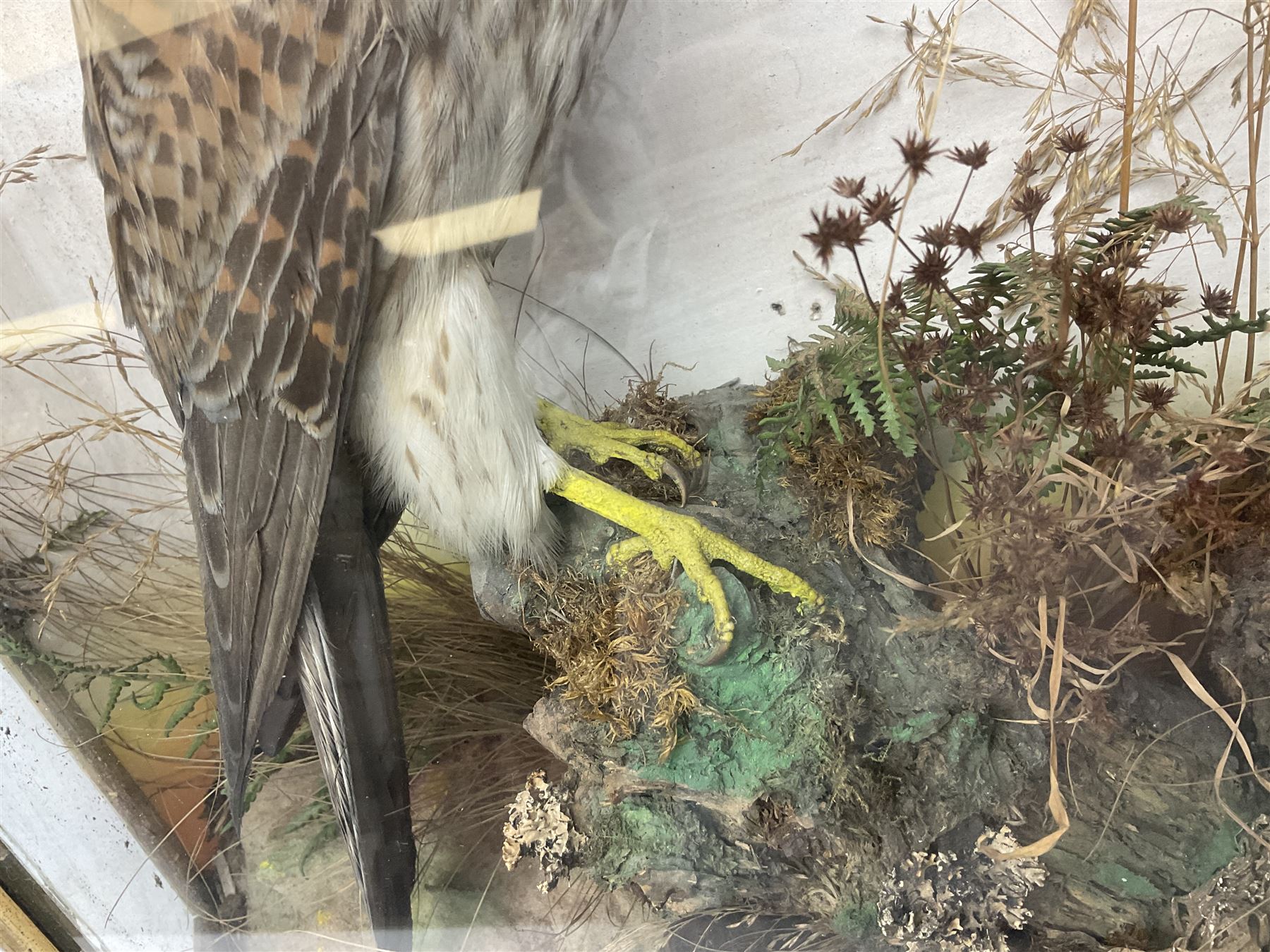 Taxidermy; Victorian cased bird diorama,  pair of Kingfishers (Alcedo Athis) adult mounts and Kestrel (Falco tinnunculus) adult mount, in a naturalistic setting with one kingfisher in flight, encased within a three pane display case, H45cm, L72cm