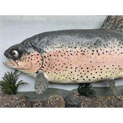 Taxidermy: Rainbow trout (Oncorchynchus mykiss), skin mount set above a pebbled river bed with reeds and grasses, set against blue painted back drop, H34cm, L88cm