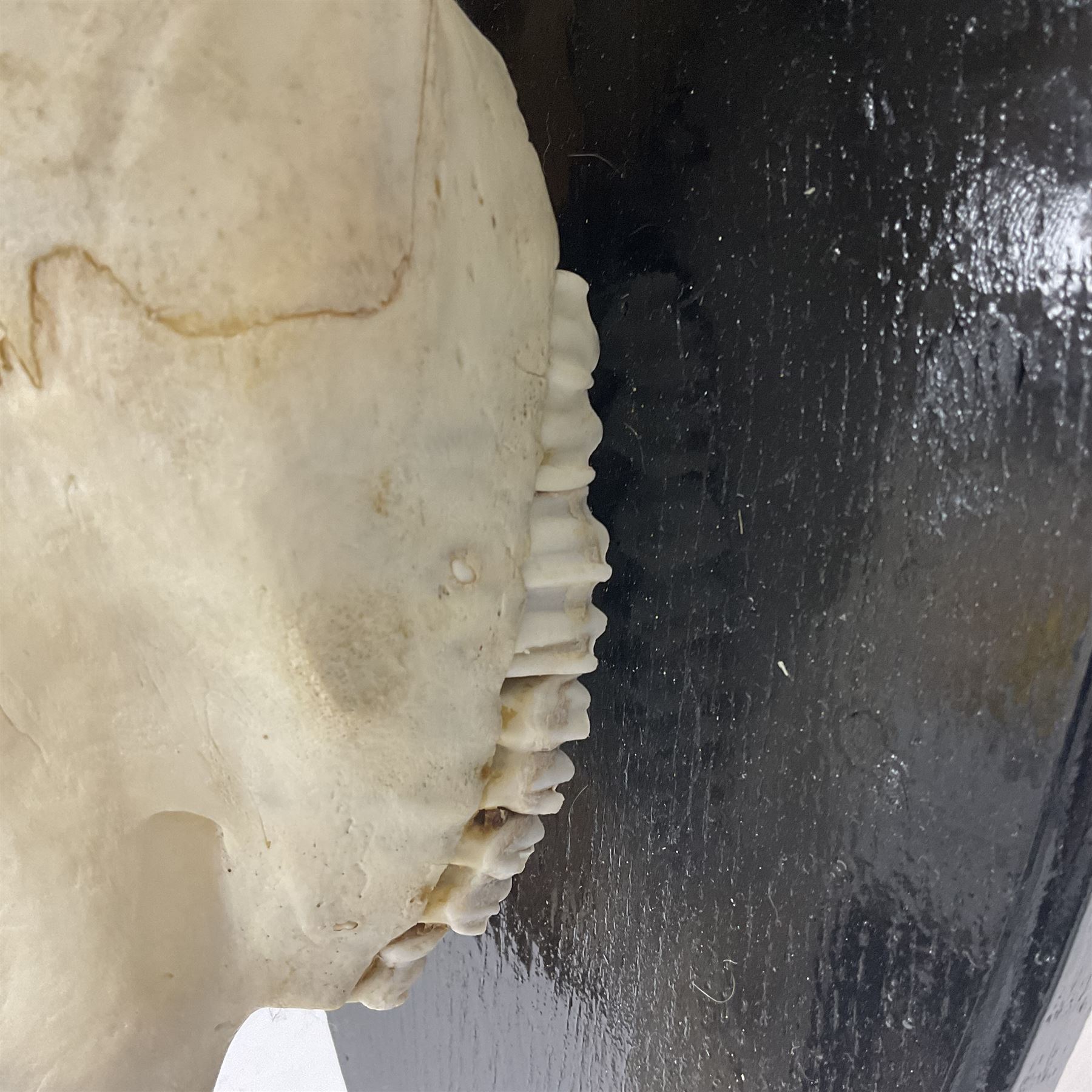 Antlers/Horns: Gemsbok Oryx (Oryx gazella gazella), pair of oryx curved horns on partial skull, mounted on an ebonised shield, H130cm