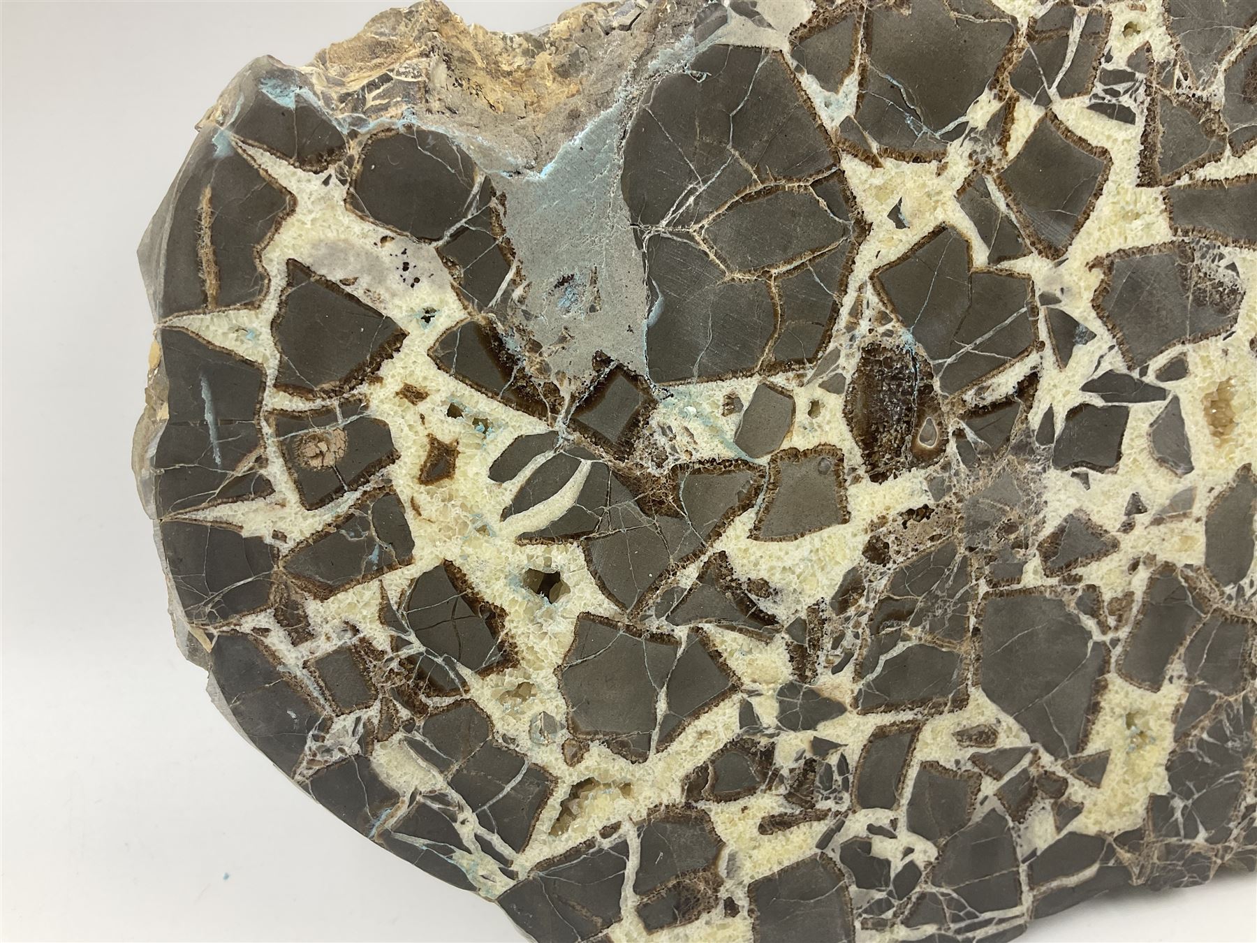 Septarian slice, polished, with a calcite centre and argonite/siderite lines within limestone rock, L26cm, W19cm
