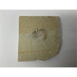 Two fossilised shrimp (Aeger tipularius) each in an individual matrix, age; Cretaceous period, location; Carpopenaeus callirostris Hjoula, Lebanon, largest matrix H9cm, L10cm