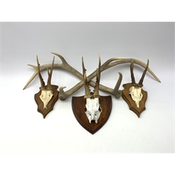 Three oak shield mounted roe deer skulls with antlers; and five individual red deer antlers comprising two 2-point, one 3-point, one 4-point and one 5-point; and a snow fox fur (9)