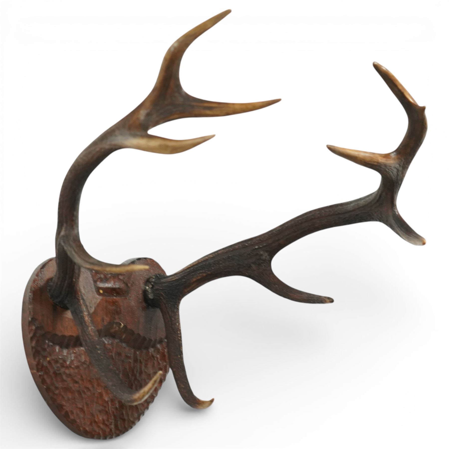 Antlers/Horns - Eight point antlers with partial skull on carved wooden plaque, W49cm and another set of eleven point antlers on carved wooden plaque, W47cm (2)