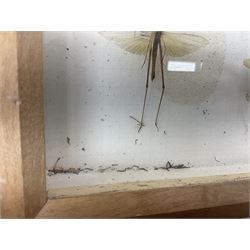 Entomology: Glazed entomology collector's drawer display of various Australian and African Locusts and Dragonflies, twenty-eight assorted specimens, collected from various regions of Australia and Africa, each with attached data labels, H42cm, L51cm