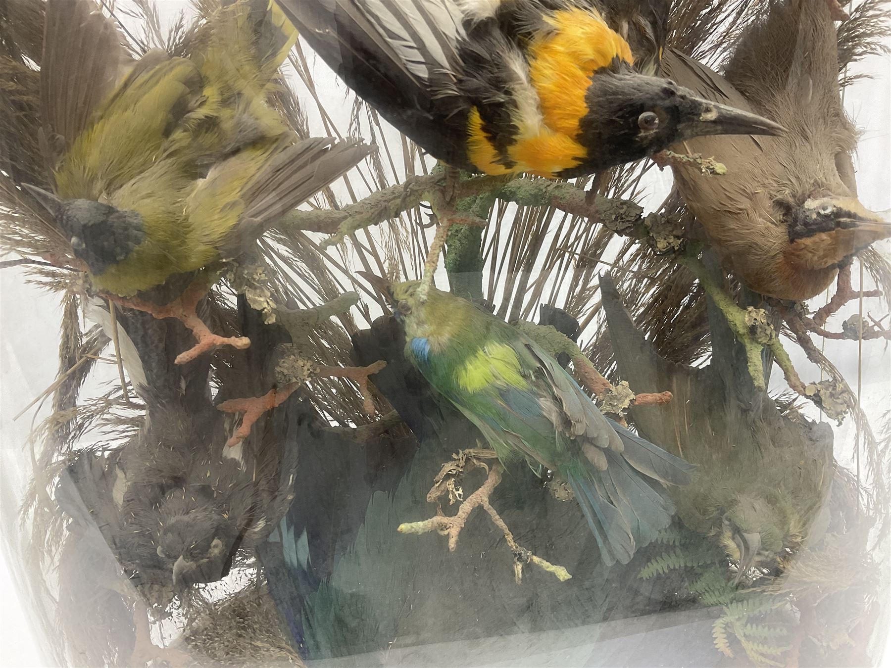 Taxidermy: late Victorian tropical bird diorama, containing several tropical birds to include, Black-headed Oriole (Oriolus Larvatus), Siskin (spinus), Green Honeycreeper (Chlorophanes spiza), each perched on branches, on an oval ebonised base, within a glass dome, H62cm, L40cm