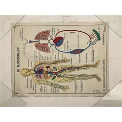 Five early 1980s Dutch medical posters, double sided decorated with colourful label anatomical diagrams, marked Hebri, Holland, W70cm H92cm