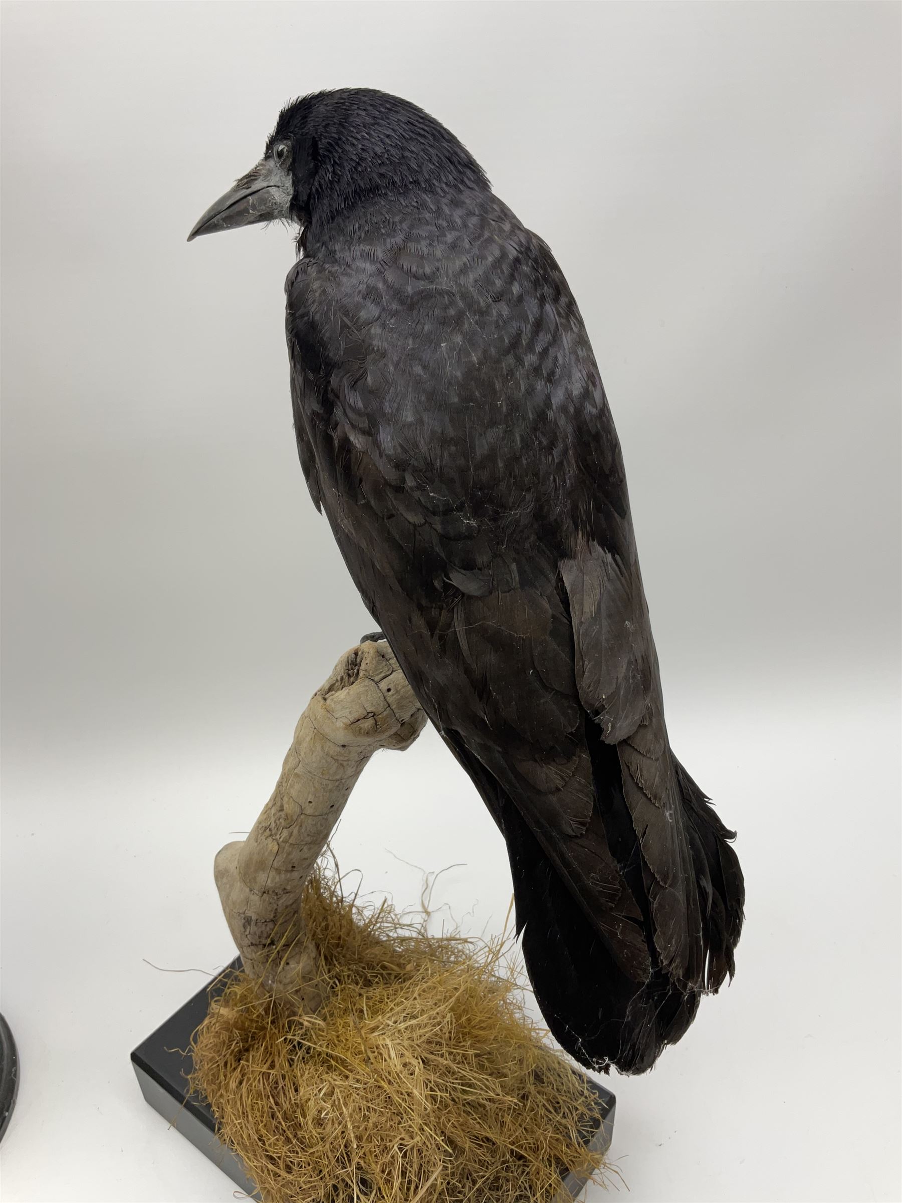 Taxidermy: Carrion crows (Corvus corone) modern, by award winning Taxidermist - Carl Church, Pickering, North Yorkshire, one specimen in flight, one perched on a tree, maximum H66.5.
