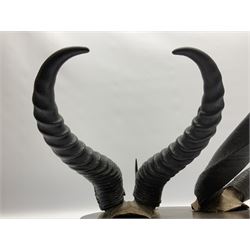 Antlers/horns; Bushbuck (Tragelaphus sylvaticus),  Duiker Buck (Sylvicapra grimmia) and Springbok (Antidorcas marsupialis), three pairs of adult antlers upon an oak shield, shield H38cm 