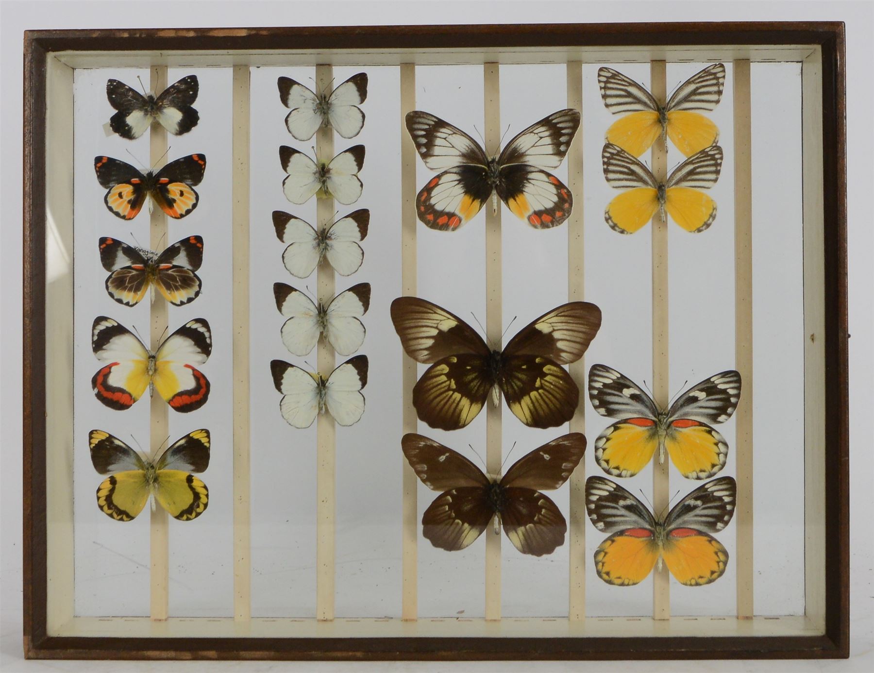 Entomology; Over one hundred butterfly specimens, mainly Delius  and African Colotis, including Delias Pheres, Delias ladas, Delias Iltis etc, housed within British Natural History Museum wartime cabinets with seven double glazed draws together with two illustrated books of the genus Dalius of the World, in Japanese with coloured plates of specimens and habitat images
The cabinets were used to house the entire collection of insects from the British Natural History Museum, which in turn were removed from the Museum to a safe place away from the London Blitz during World War Two, there were eight draws to each cabinet which had handles on the top for ease of lifting and transportation.They have adjustable corked wood slats so as to accommodate various size insects (Wing Spans etc), whilst keeping them in neat rows
