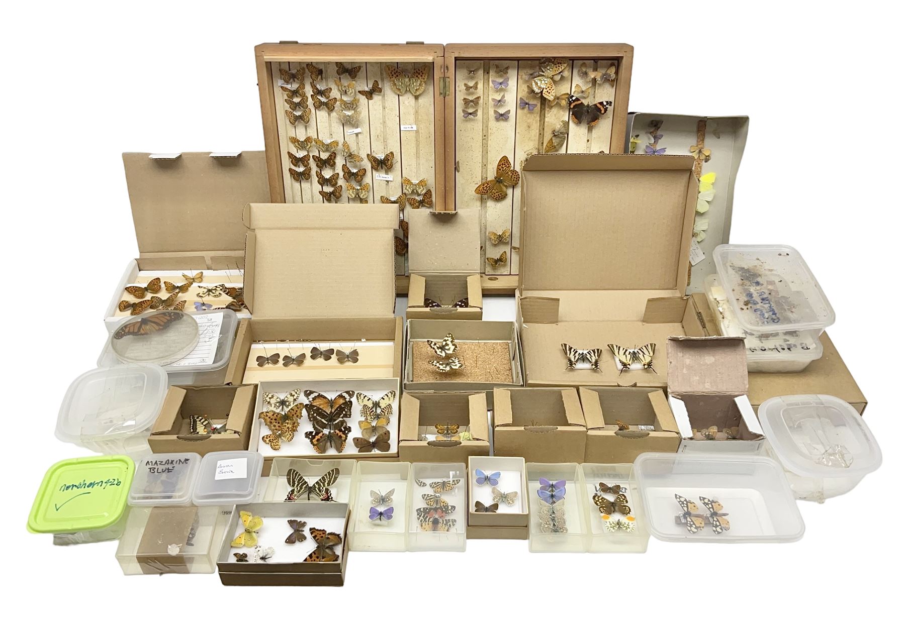 Entomology; large collection of pinned butterflies and moths, to include Cream-spotted Tiger moth, Adonis Blue butterfly, Orange tip butterfly, Swallowtail butterfly etc  