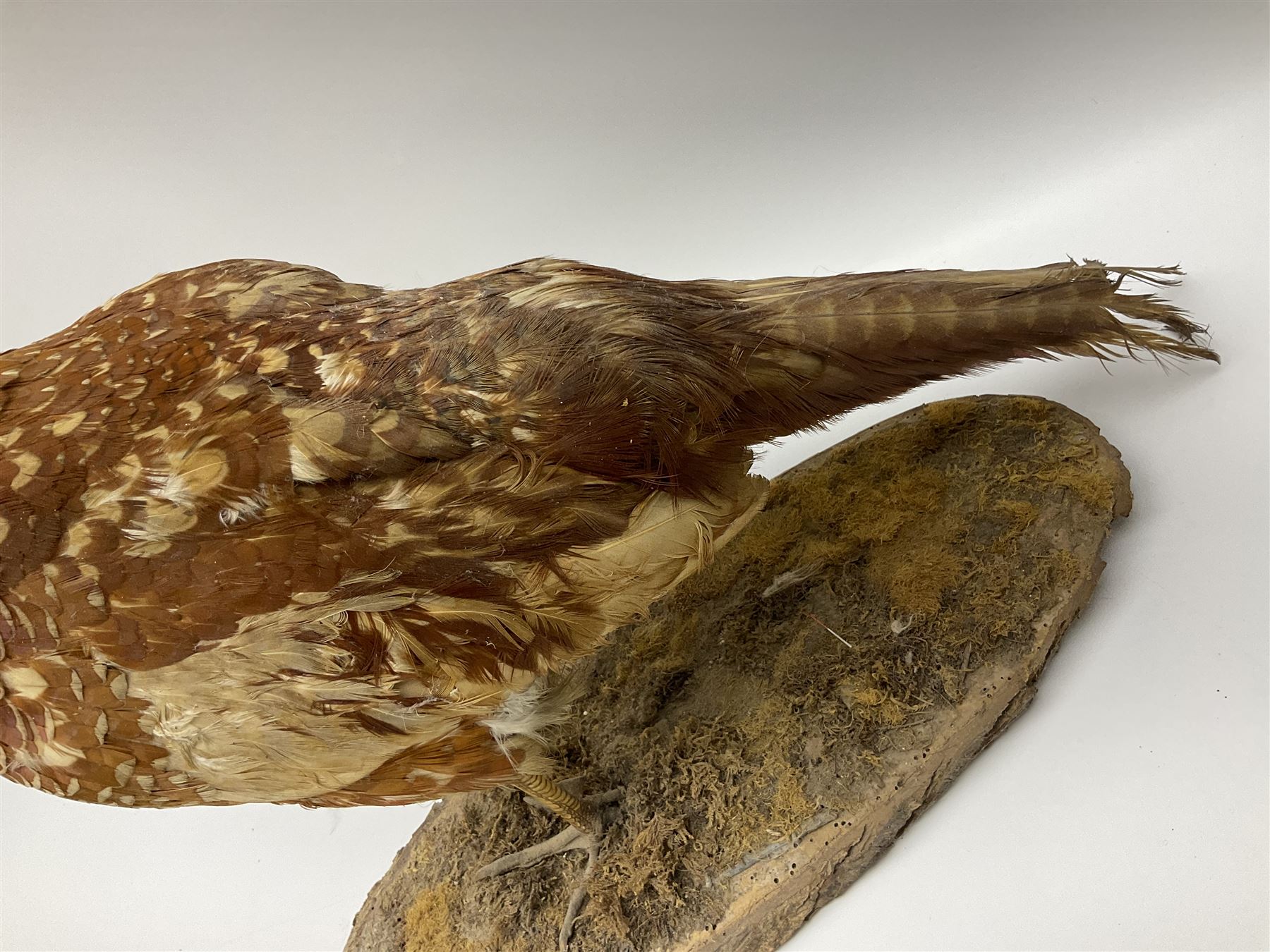 Taxidermy; Ring-necked Pheasant (Phasianus colchicus), adult female mount on open display, together with Pair of Hartebeest (Alcelaphus buselaphus) horns with upper skull, mounter upon a wooden shield, pheasant H40cm 