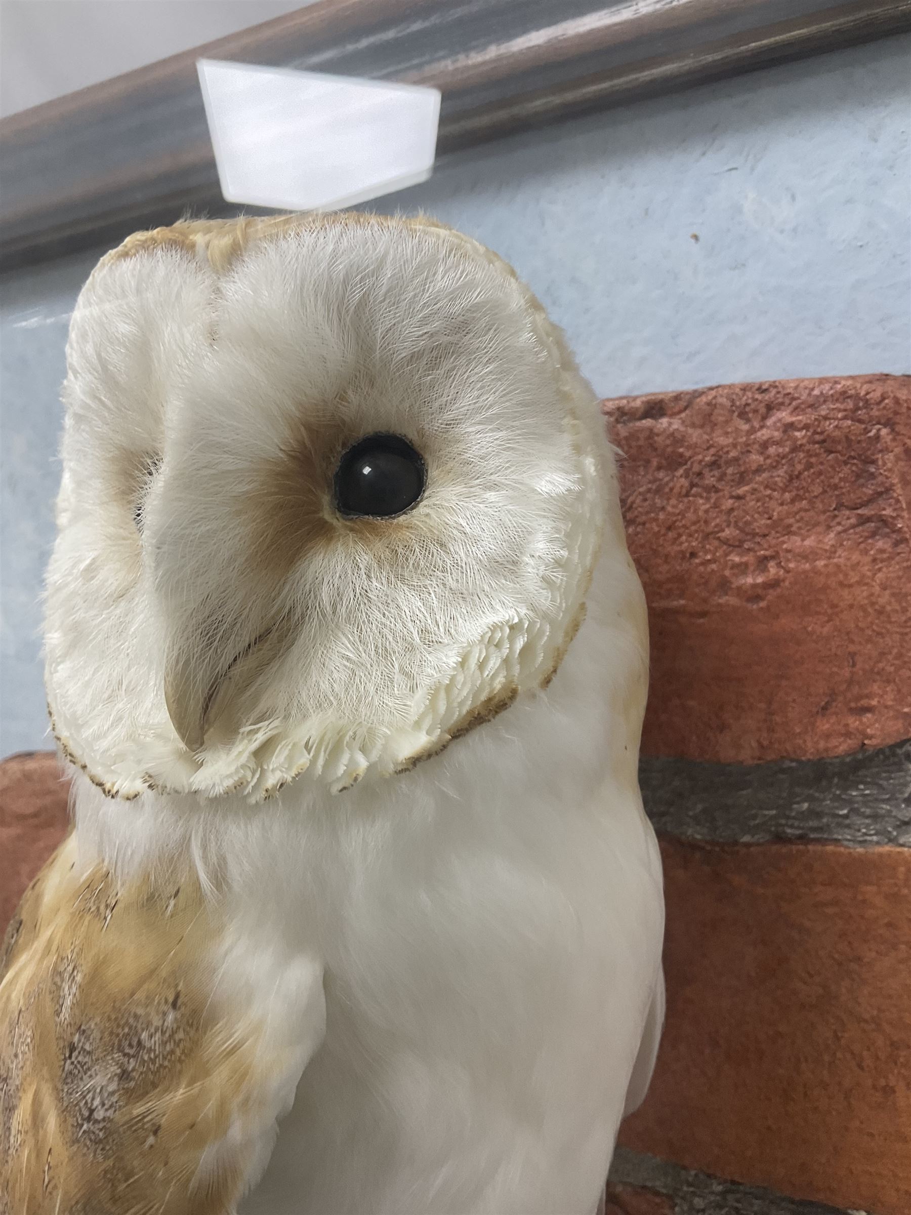 Taxidermy: Wall Mounted Barn Owl (Tito alba), dated 2001, by David Astley, Taxidermist, York, a high quality full mount adult male with head turning to the right, perched upon a short wooden beam, set against a faux brick back drop, width 50cm x height 55cm overall, bearing taxidermist's full paper trade label verso.
with Cites Article 10 (non transferable) licence no.24GBA102LOMN1 Cause of death RTA - 2001. This specimen would require a re-export licence to export from the UK, an import permit would be required into your chosen country, this is the responsibility of the buyer alone, David Duggleby Auctioneers and Valuers do not offer any onward re-export or import licences.