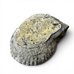 Set of three weathered cast stone wall plaques modelled in relief as ammonite fossils, of graduating size, each with wire hanging loop verso, max W45cm 