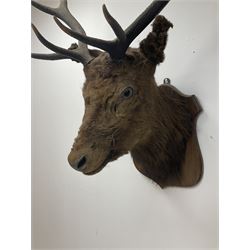 Taxidermy: Red Deer (Cervus elaphus), shoulder mount looking straight ahead, mounted upon wooden shield.