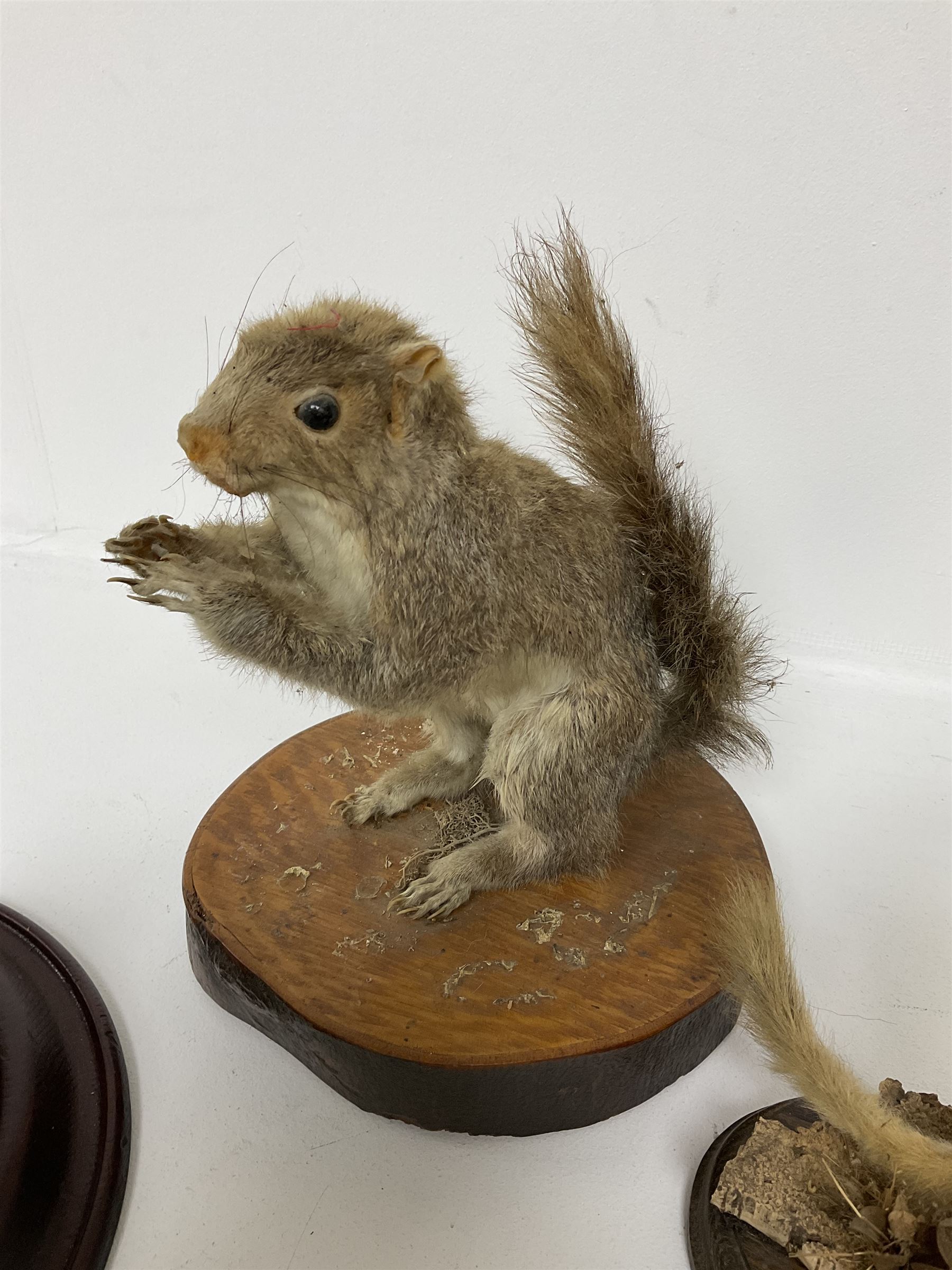 Taxidermy; Red fox mask (Vulpes vulpes), together with stoat (Mustela erminea) study and squirrel (Sciuridae), all on wood bases