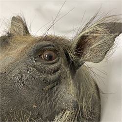 Taxidermy: A Common Warthog (Phacochoerus africanus), a large adult head mount looking straight ahead, D50cm