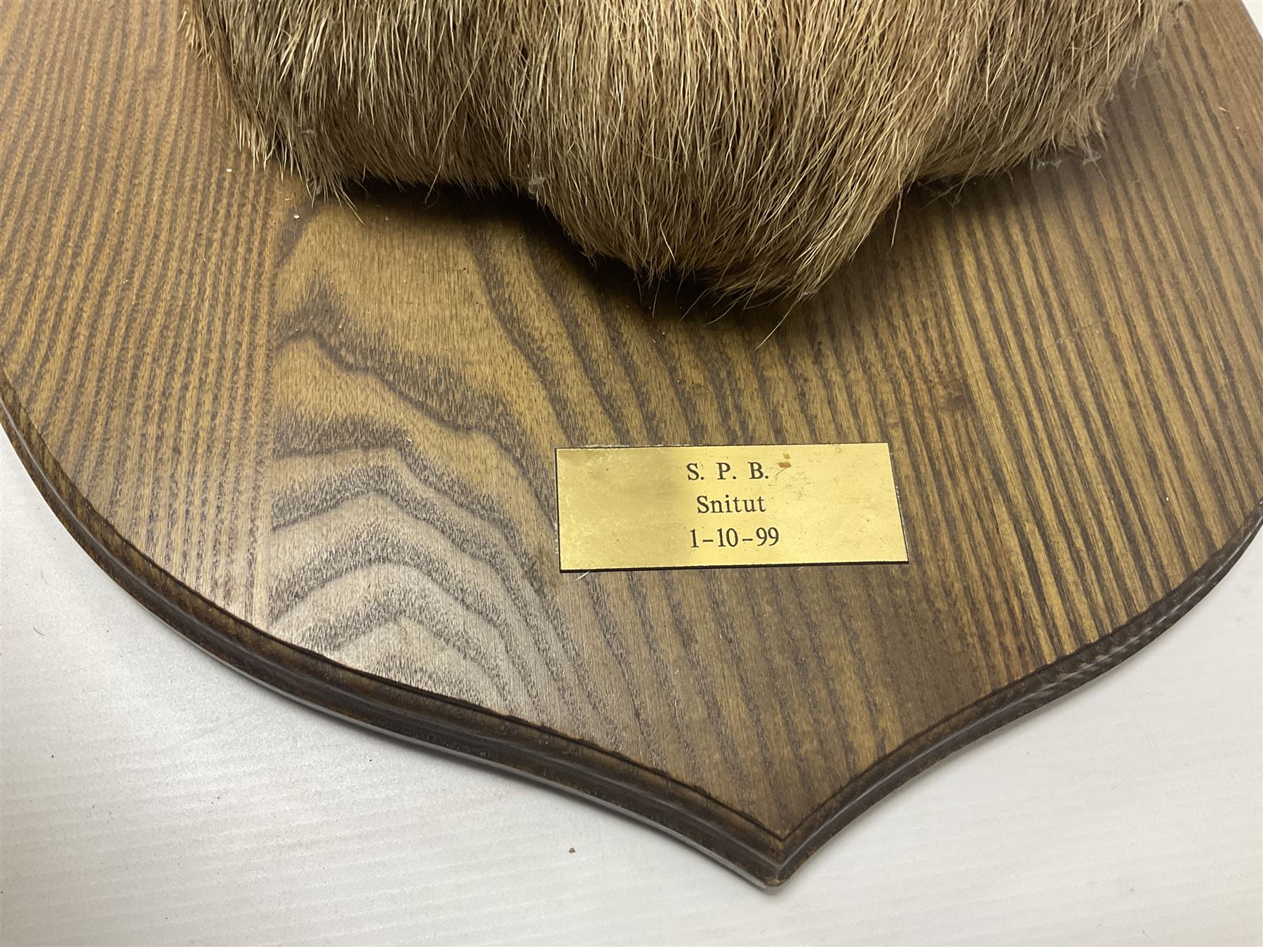 Taxidermy: Red Deer (Cervus elaphus), adult male imperial stag shoulder mount looking straight ahead, ten point antlers, mounted upon a shaped wooden shield, D65cm