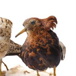 Taxidermy - Ruff (Calidris Pugnax), three adult mounts on naturalistic base, including base H24cm