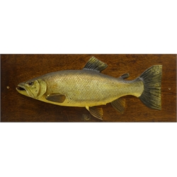  Early 20th century plaster cast and painted model of a Sea Trout with glass eye on rectangular oak plaque, L84cm x H33cm   