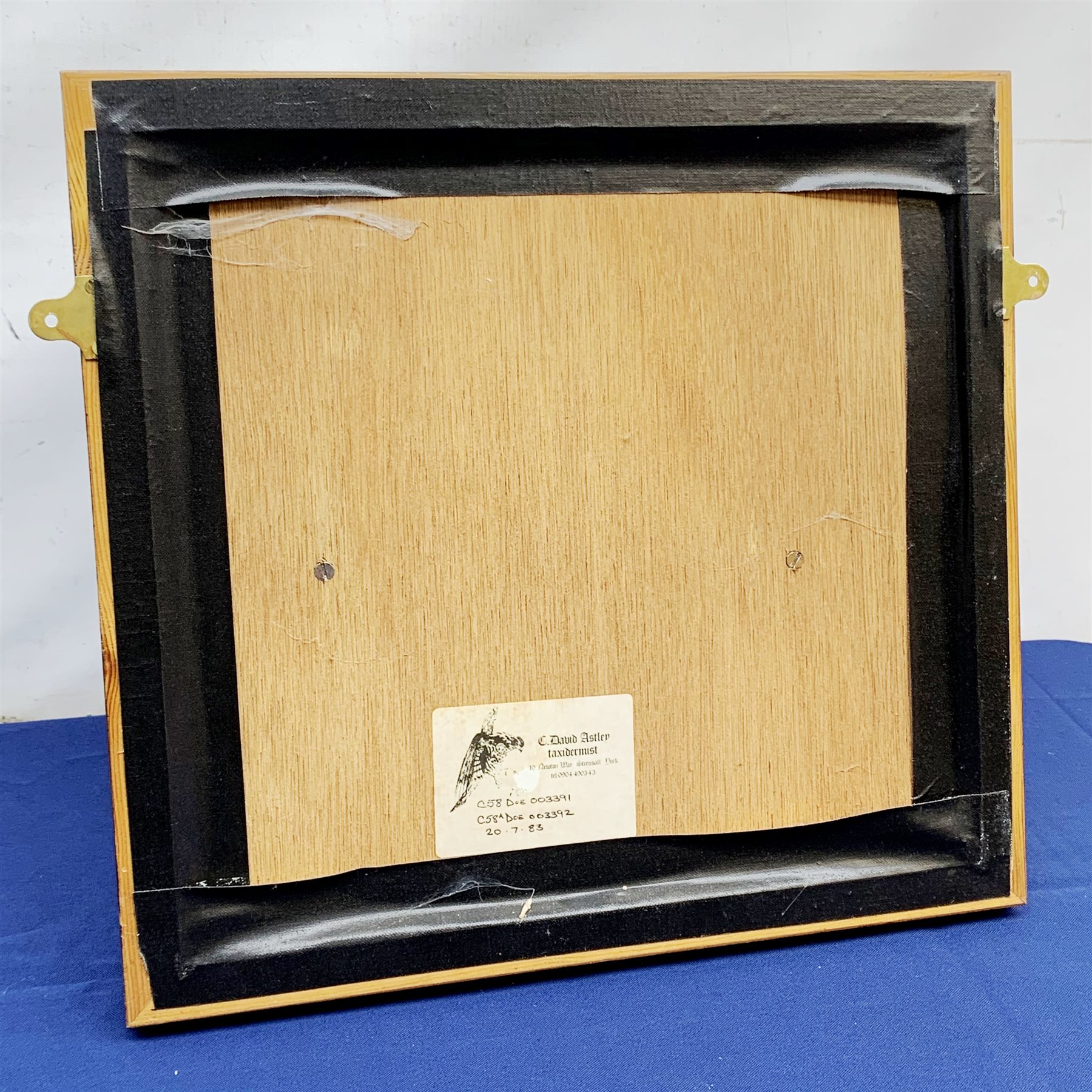 Taxidermy: 20th century cased pair of Little Auks (Alle alle), full mounts standing upon a simulated rocky ledge, set against a light blue painted backdrop, encased within a five pane display case with frame mount, with taxidermy paper label verso detailed David Astley Taxidermist, H38cm L40cm D12.5cm 