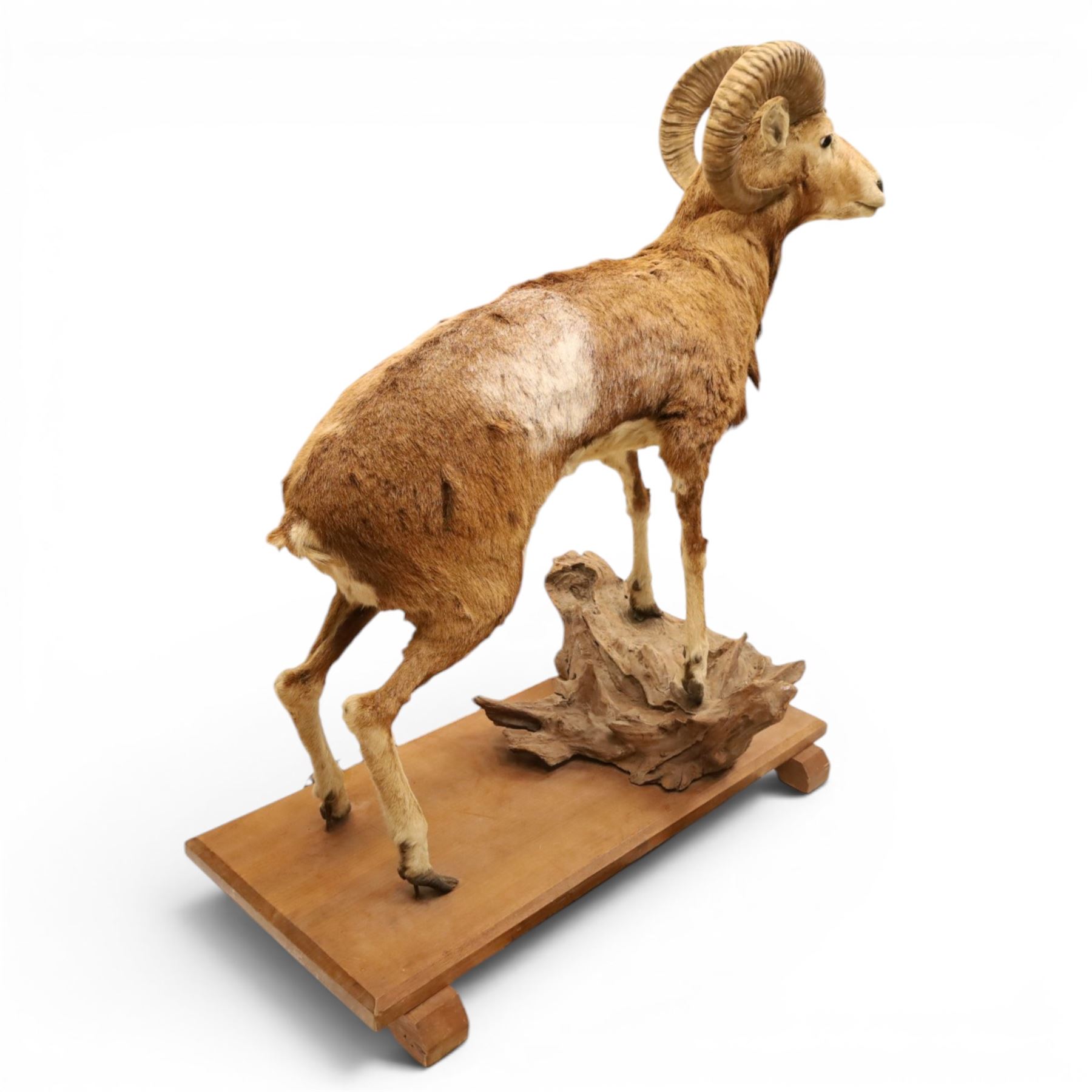 Taxidermy - Mouflon Ram (Ovis gmelini), full adult male mount on open display with front legs raised on naturalistic stand, on raised wooden base, overall W110cm H118cm 