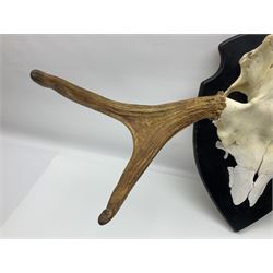 Antlers/Horns: Pair of European Moose (Alces alces) horns with upper skull, mounter upon a wooden shield, H45cm