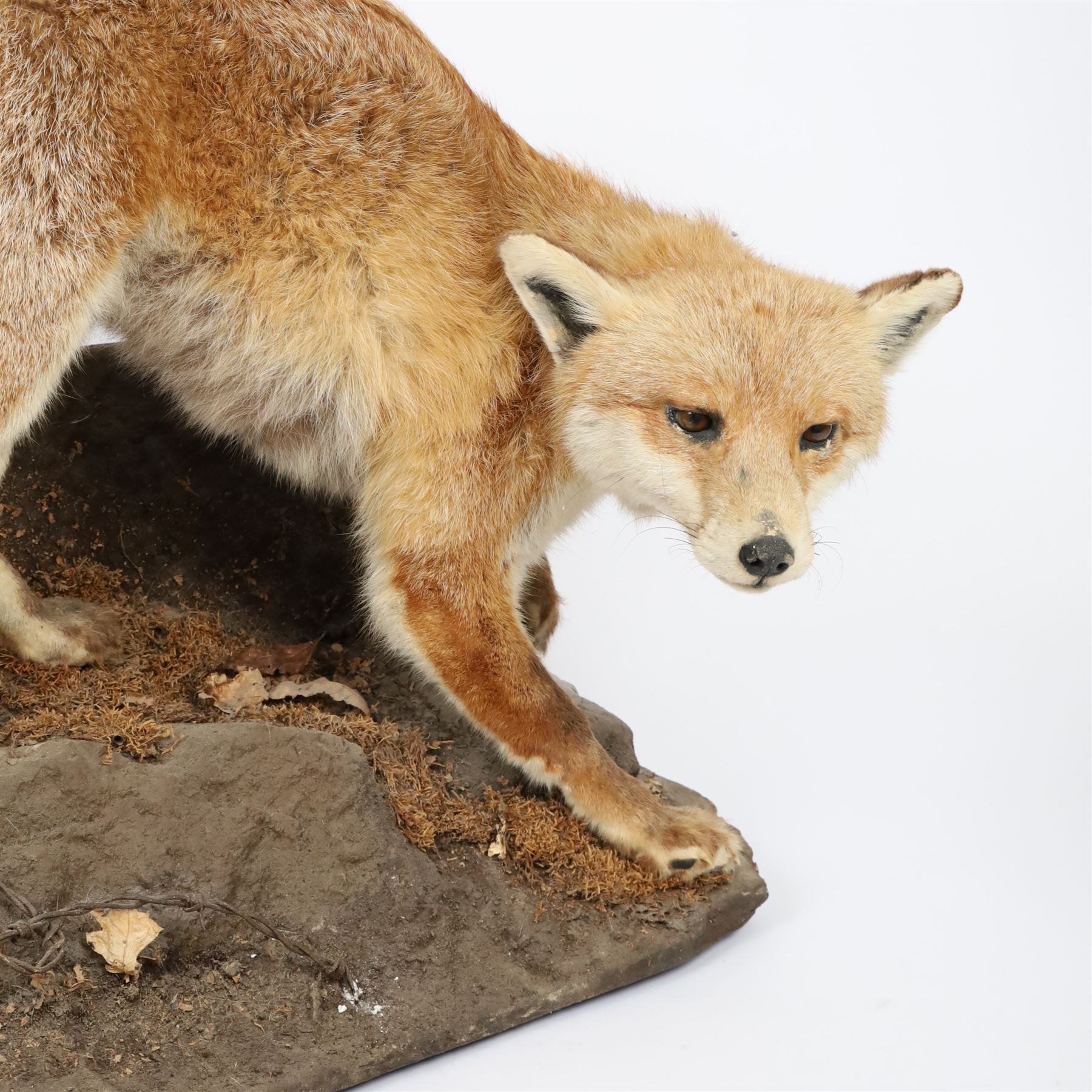 Taxidermy: Fox (Vulpes vulpes), full male adult mount on open display, in crouching position upon a naturalistic rocky base, Carl W Church Taxidermy, Pickering, H56cm