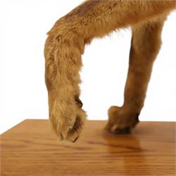 Taxidermy - Fox (Vulpes vulpes), full male adult mount on open display, with raise paw, upon wooden base, base W70cm