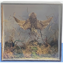 Taxidermy: Victorian cased Common Snipe (Gallinago gallinago), mounted in flight, in naturalistic setting with lichen, moss, and grasses, set against a pale blue painted backdrop, enclosed within an ebonized single pane display case, paper taxidermist label verso inscribed Edward Allen Bird and Animal Preserver, No 6 Feasegate York, H44.5cm L46 D17.5cm 