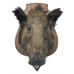Taxidermy: European Wild Boar (Sus scrofa), adult male shoulder mount looking straight ahead, with mouth agape, on an wooden shield bearing brass plaque 'Boise de Sainte-Anne, 5 December 1930', D53cm