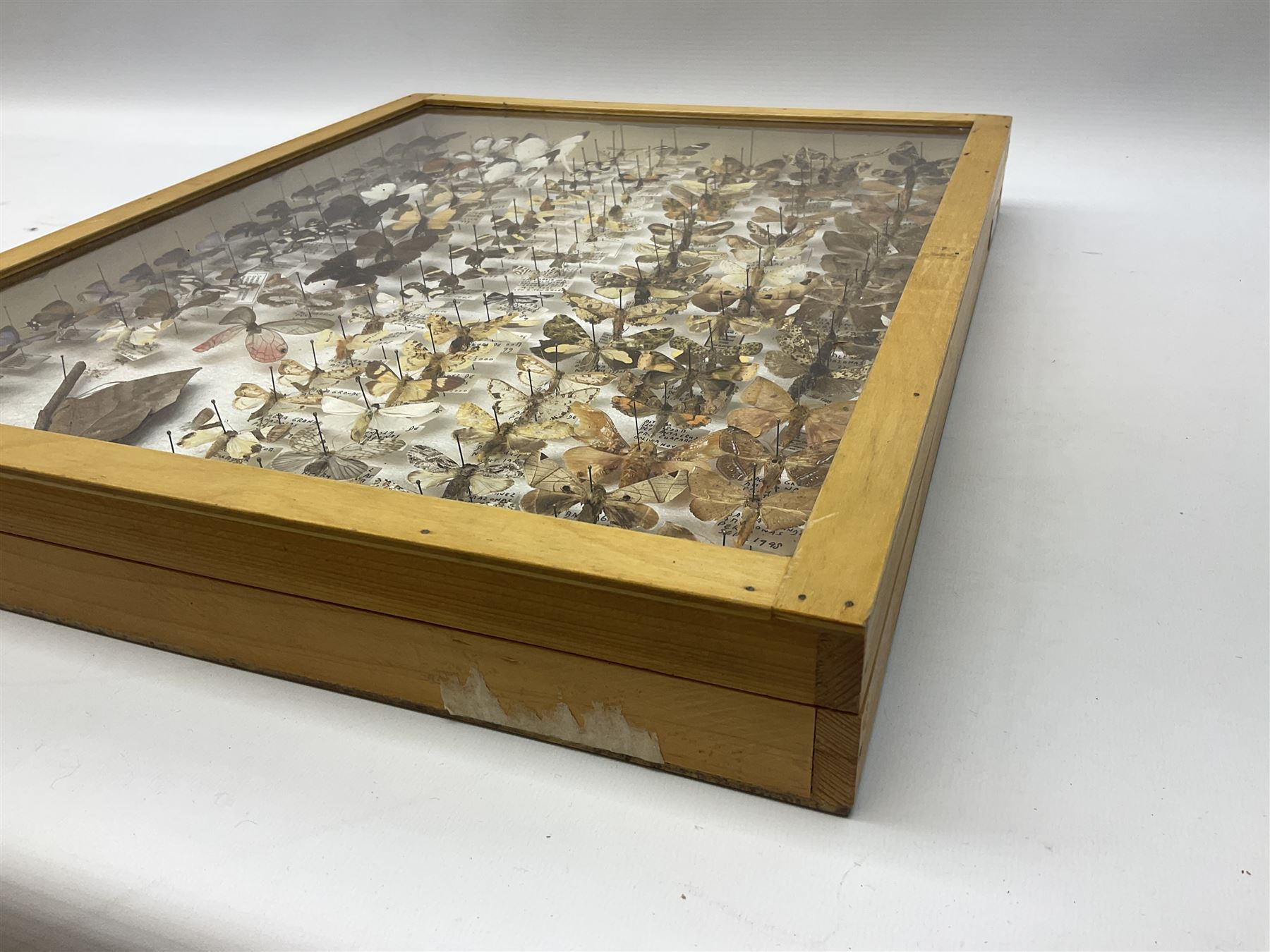 Entomology: Glazed entomology collector's drawer display of African and Asian butterflies and moths, a colourful display of one hundred and twenty six assorted specimens, collected from various regions of Africa and Asia, each with attached data labels, H50cm, W40cm